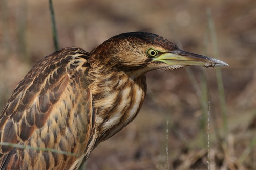 Little Bittern