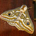 Yellow Marbled Emperor - Photo (c) Wolf-Achim and Hanna Roland, all rights reserved, uploaded by Wolf-Achim and Hanna Roland