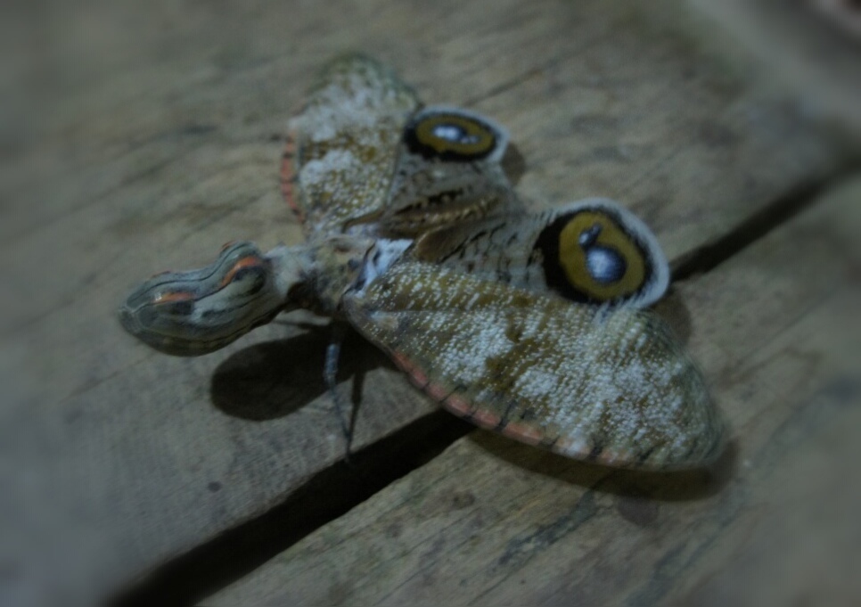 ユカタンビワハゴロモ (Fulgora laternaria) · iNaturalist