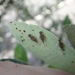 Froggattia olivinia - Photo (c) lync, todos los derechos reservados