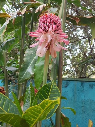 Zingiberaceae image