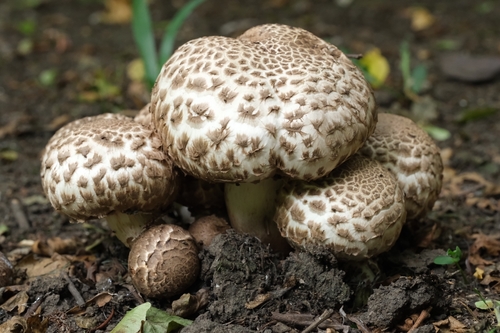 medusa mushroom