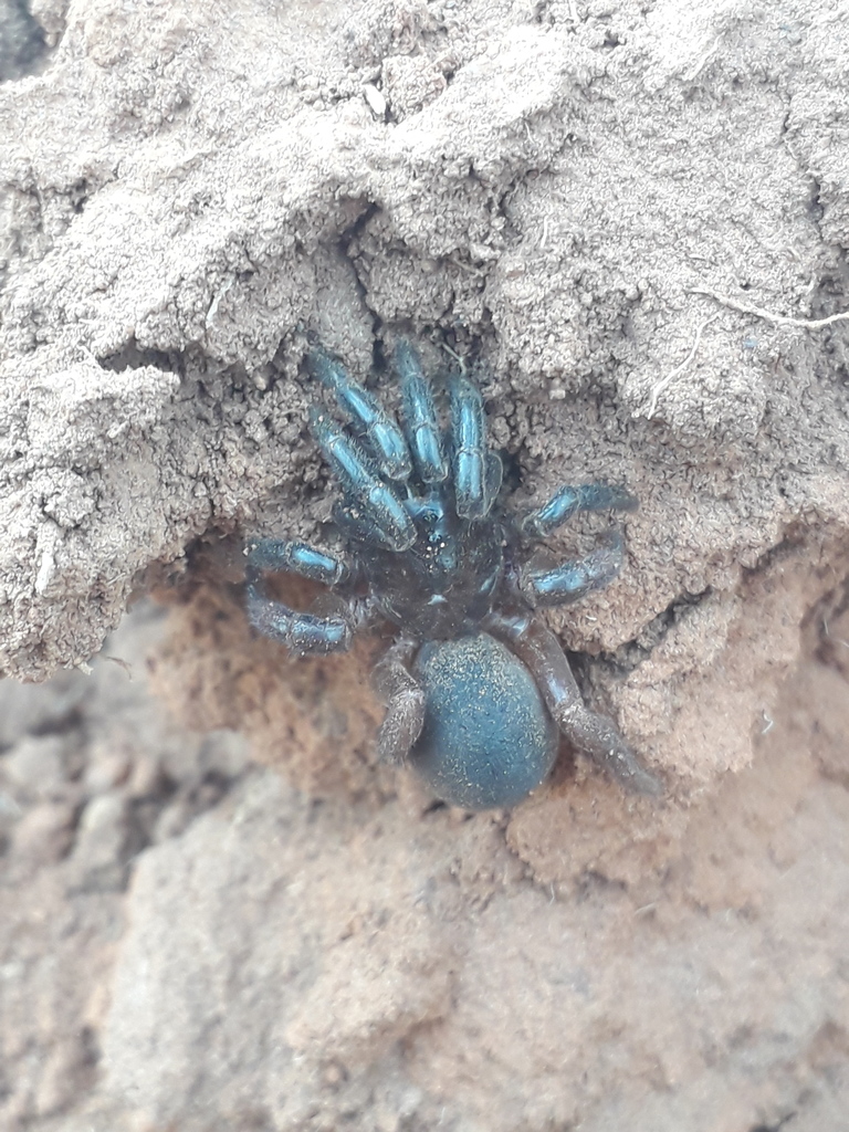 Spiny Trapdoor Spiders from Mitwaba, Democratic Republic of the Congo ...