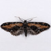 Eupithecia gilvipennata - Photo (c) Gary McDonald, todos los derechos reservados, subido por Gary McDonald