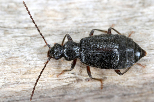 Geodromicus nigrita · iNaturalist