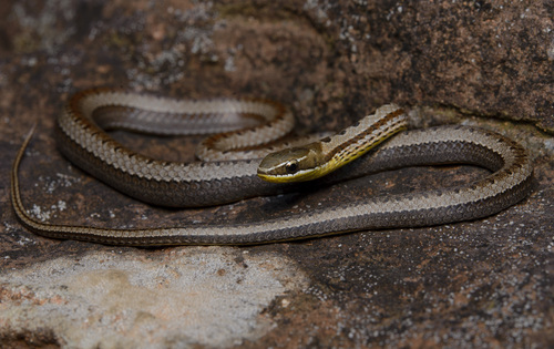 Spotted Ground-snake