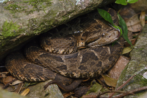 Pampas Lancehead