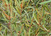 Small-leaf Guarri - Photo (c) Wolf-Achim and Hanna Roland, all rights reserved, uploaded by Wolf-Achim and Hanna Roland