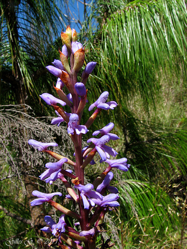 Madagascar Disa (Disa buchenaviana)