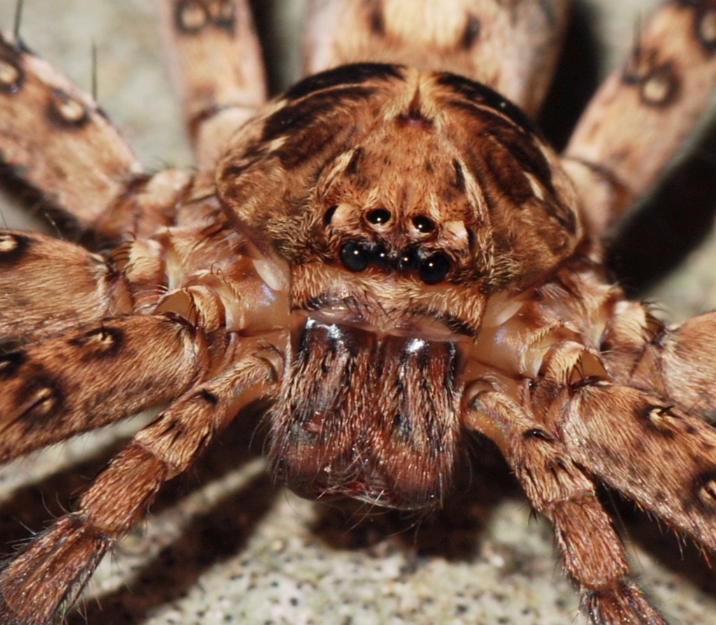 huntsman spider