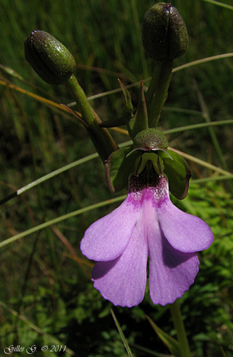Cynorkis speciosa