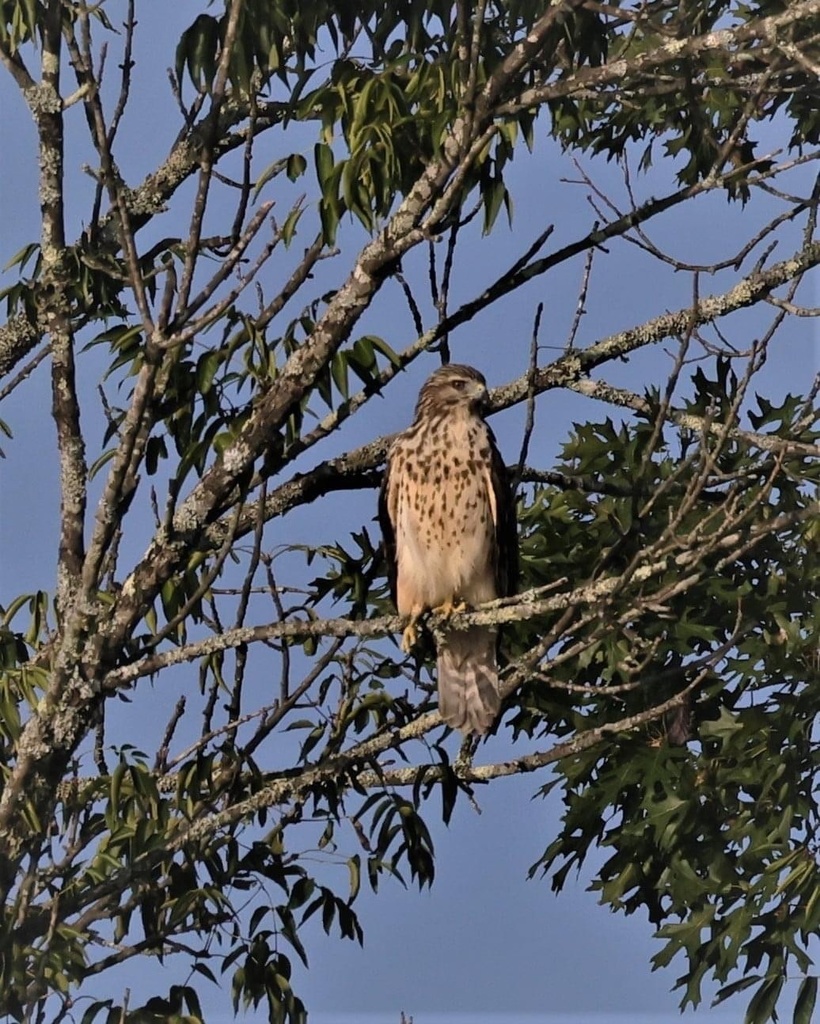 Broad-winged Hawk from Seven Islands State Birding Park, Kodak, TN, US ...