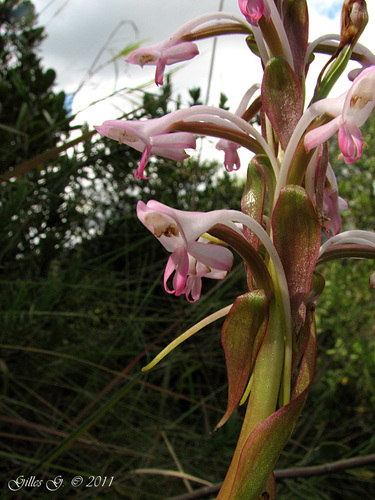 Satyrium rostratum