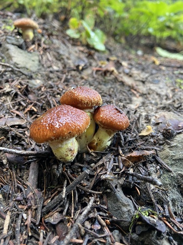 Western Painted Suillus
