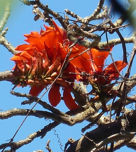 Indian coral tree