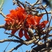 Indian Coral Tree - Photo (c) Michaela S. Webb, all rights reserved, uploaded by Michaela S. Webb