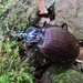 Bereft Snail-eating Beetle - Photo (c) Pete and Noe Woods, all rights reserved, uploaded by Pete and Noe Woods