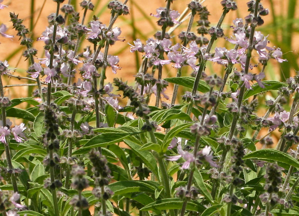 Ocimum americanum