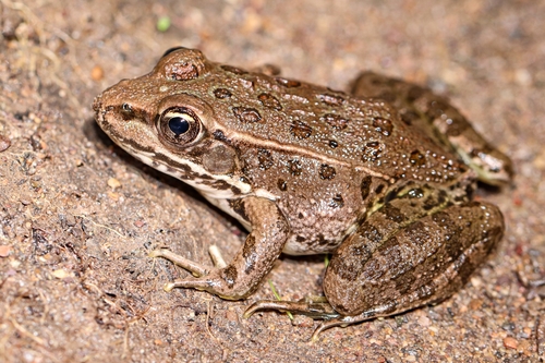 Lowland Leopard Frog