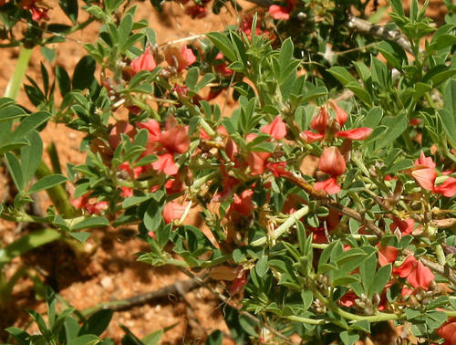 Indigofera rautanenii