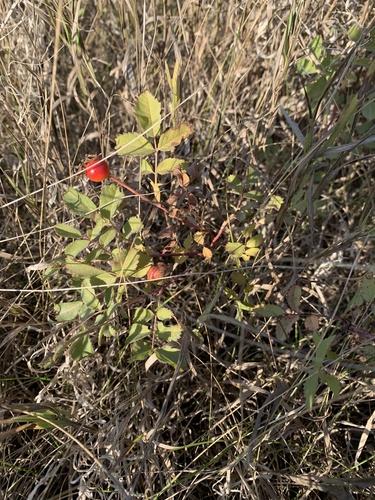 prairie rose