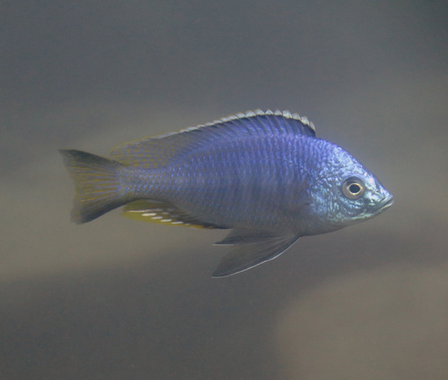 Genus Nyassachromis · iNaturalist