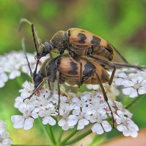 speckled longhorn beetle