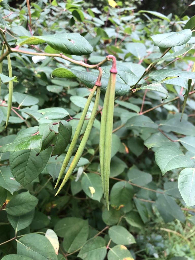 spreading dogbane from Lake St, Middleton, MA, US on August 29, 2021 at