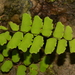 Adiantum philippense philippense - Photo (c) Warren McCleland, all rights reserved, uploaded by Warren McCleland