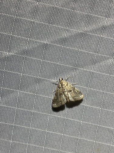 Waterlily Borer Moth (Elophila gyralis)