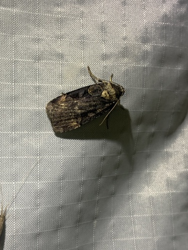 Pink-spotted Dart (Pseudohermonassa bicarnea)