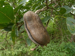 Ressource multimédia de Afzelia africana