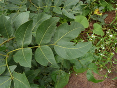 Ressource multimédia de Albizia zygia