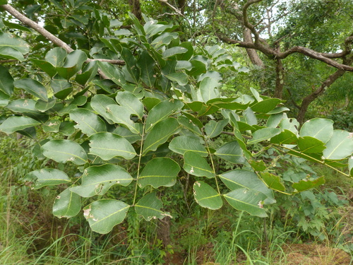 African mahogany
