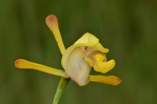 Vlei Harlequin