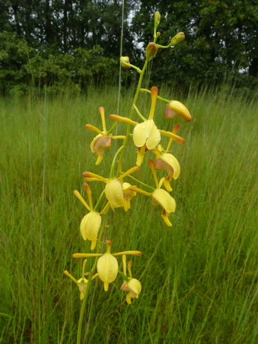 Vlei Harlequin