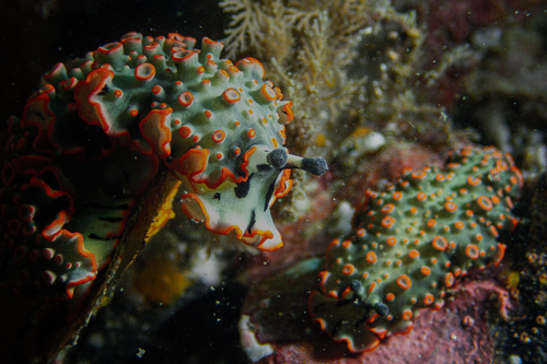 Dermatobranchus ornatus — seen at this dive site