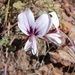 Pelargonium myrrhifolium - Photo (c) Brenton, όλα τα δικαιώματα διατηρούνται, uploaded by Brenton