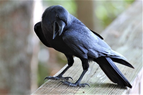 Fish Crow