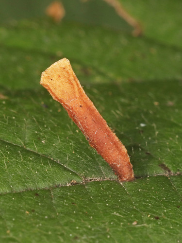 Coleophora corylifoliella