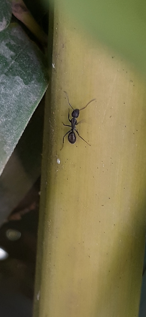 Ants In August 2021 By Facu Planck INaturalist   Large 