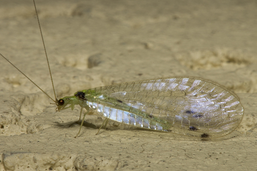 Leucochrysa varia