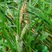 Carex polyantha - Photo (c) Luis Webber, all rights reserved, uploaded by Luis Webber