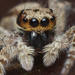 Wall Jumping Spiders - Photo (c) Philip Herbst, all rights reserved, uploaded by Philip Herbst