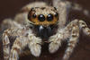 Wall Jumping Spiders - Photo (c) Philip Herbst, all rights reserved, uploaded by Philip Herbst