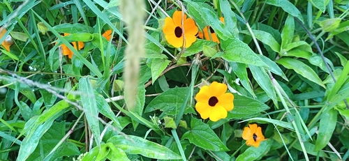Thunbergia alata image