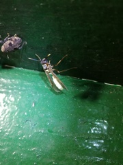 Apoica pallens image