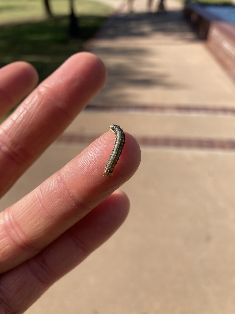 Fall Armyworm Moth from Austin College, Sherman, TX, US on August 28 ...