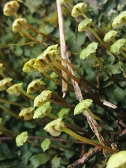 Image of Marchantia chenopoda