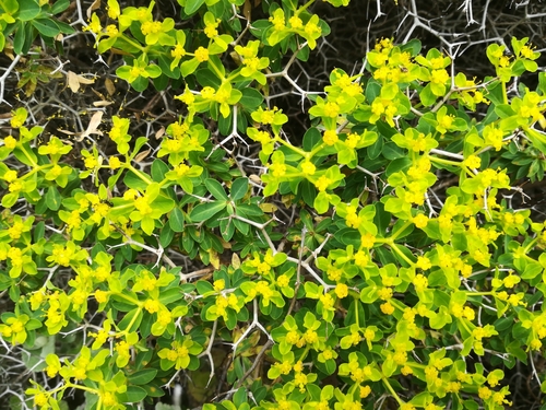 Euphorbia acanthothamnos
